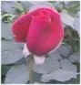 decorative rose graphic
