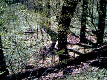 wpe10.jpg (24908 bytes)