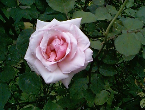 rose