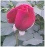 rose6.jpg (3800 bytes)